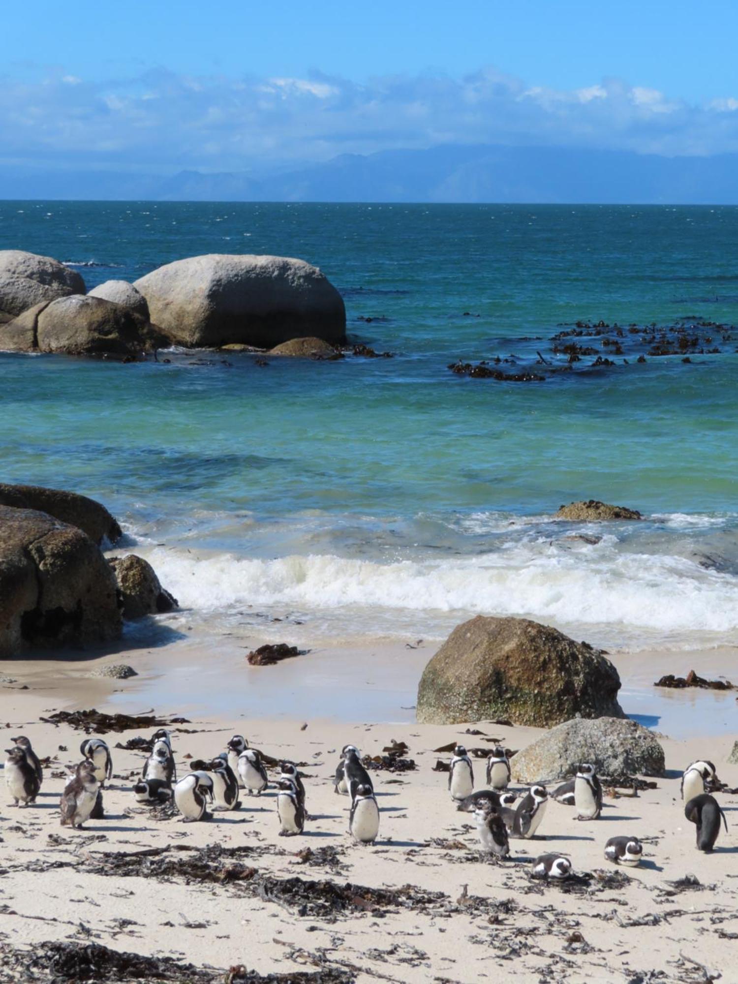 Bonne Esperance, Simon'S Town Daire Dış mekan fotoğraf