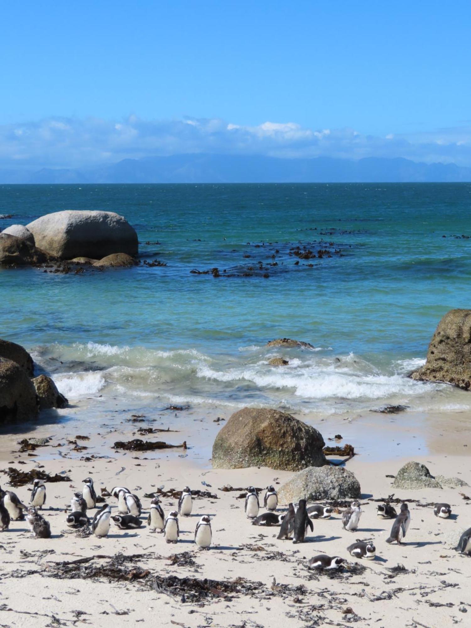 Bonne Esperance, Simon'S Town Daire Dış mekan fotoğraf