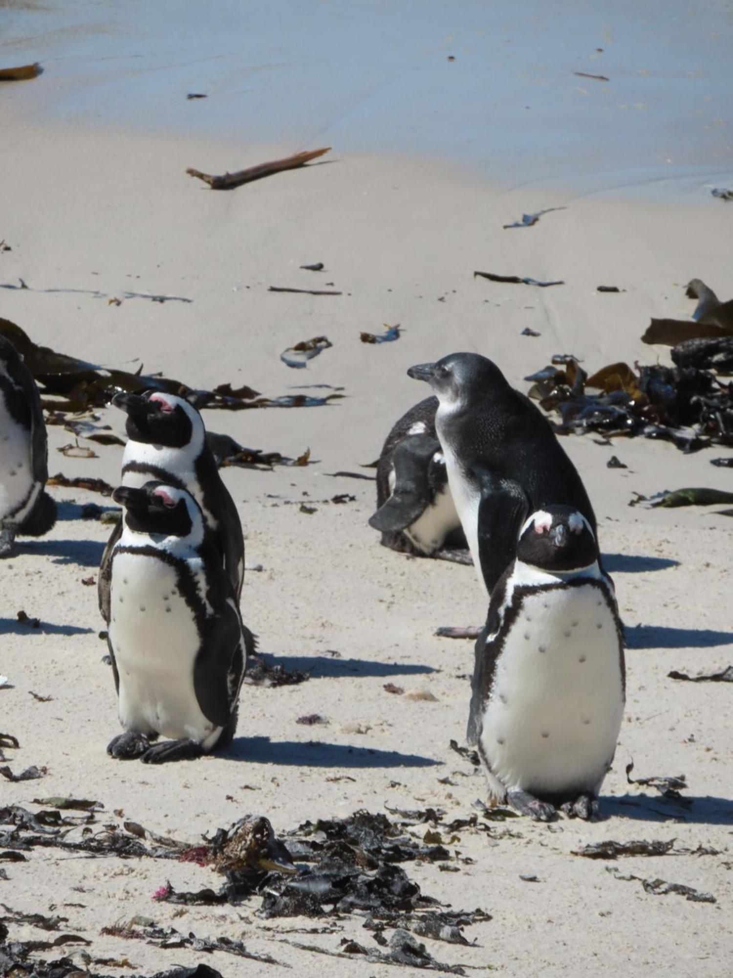 Bonne Esperance, Simon'S Town Daire Dış mekan fotoğraf
