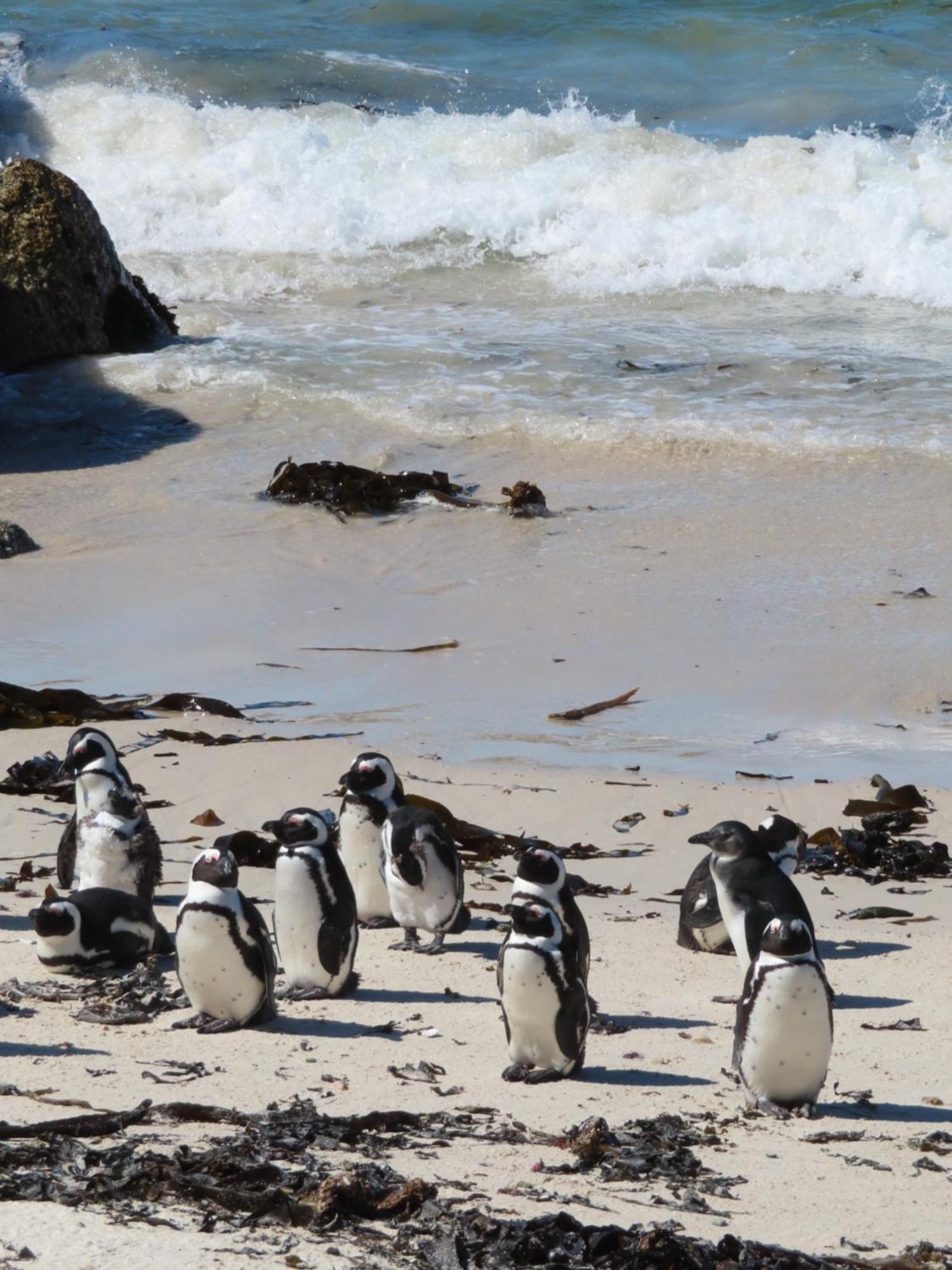Bonne Esperance, Simon'S Town Daire Dış mekan fotoğraf